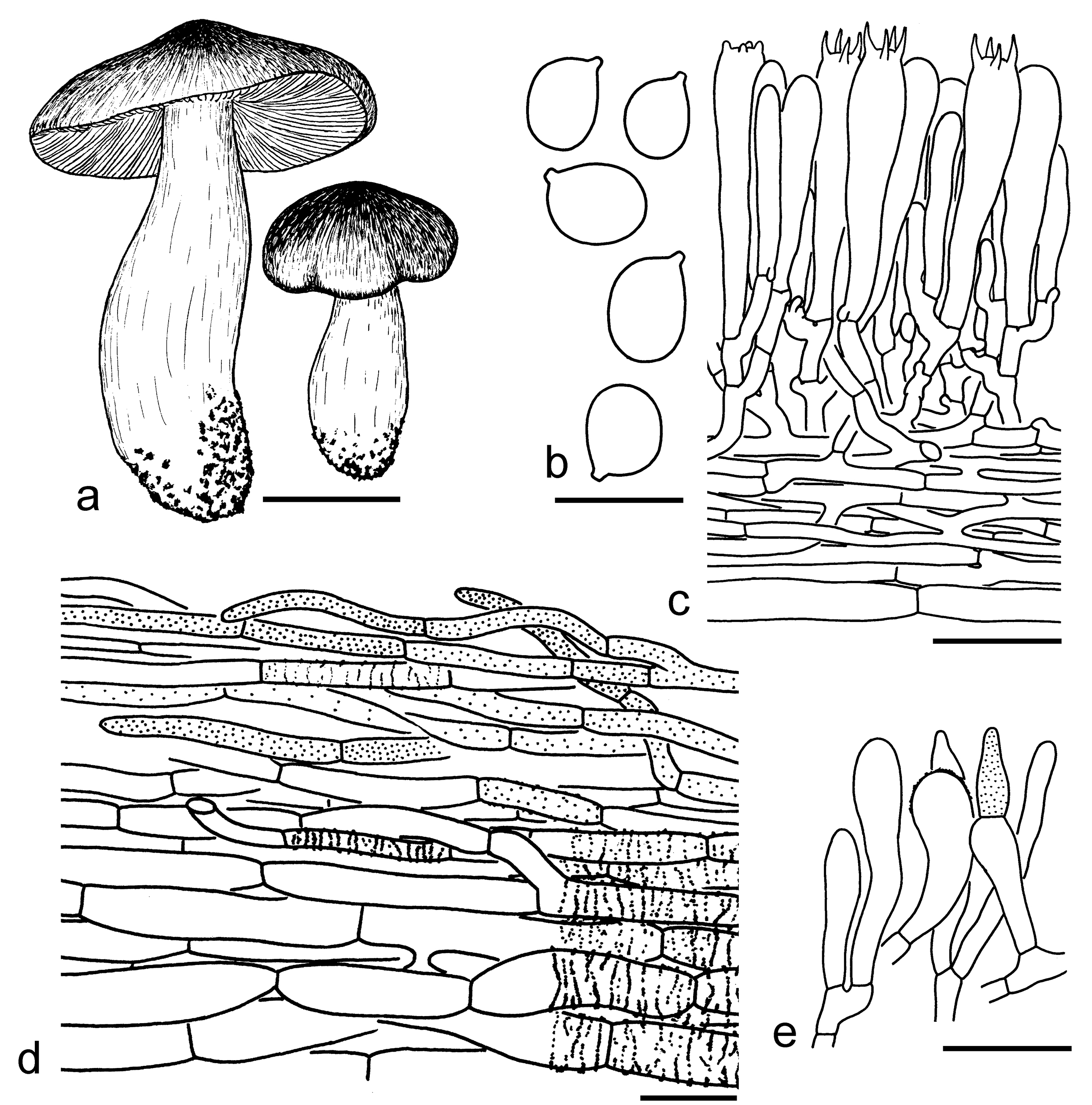 Figure 36